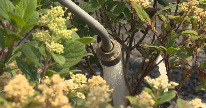 Metro Vancouver moving to Stage 3 water restrictions, but they might not last - BC
