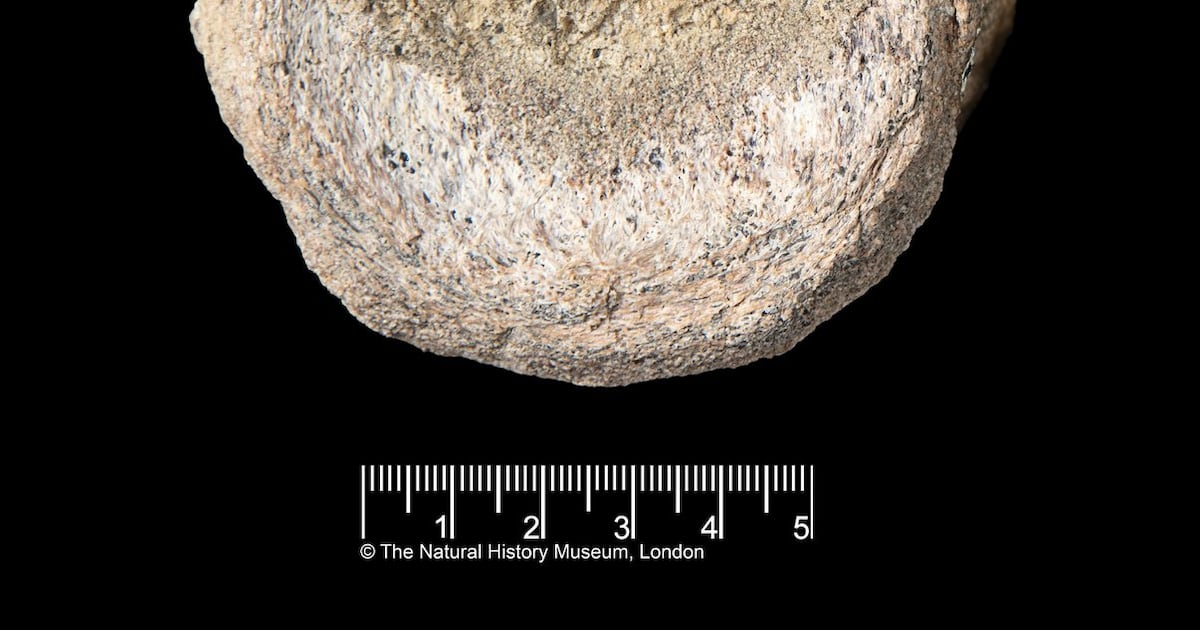 A rare dinosaur fossil from Antarctica is found tucked away in a drawer - CTV News