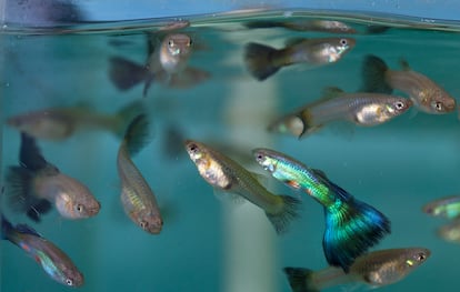 Male guppies in an aquarium in Virginia, February 2012.