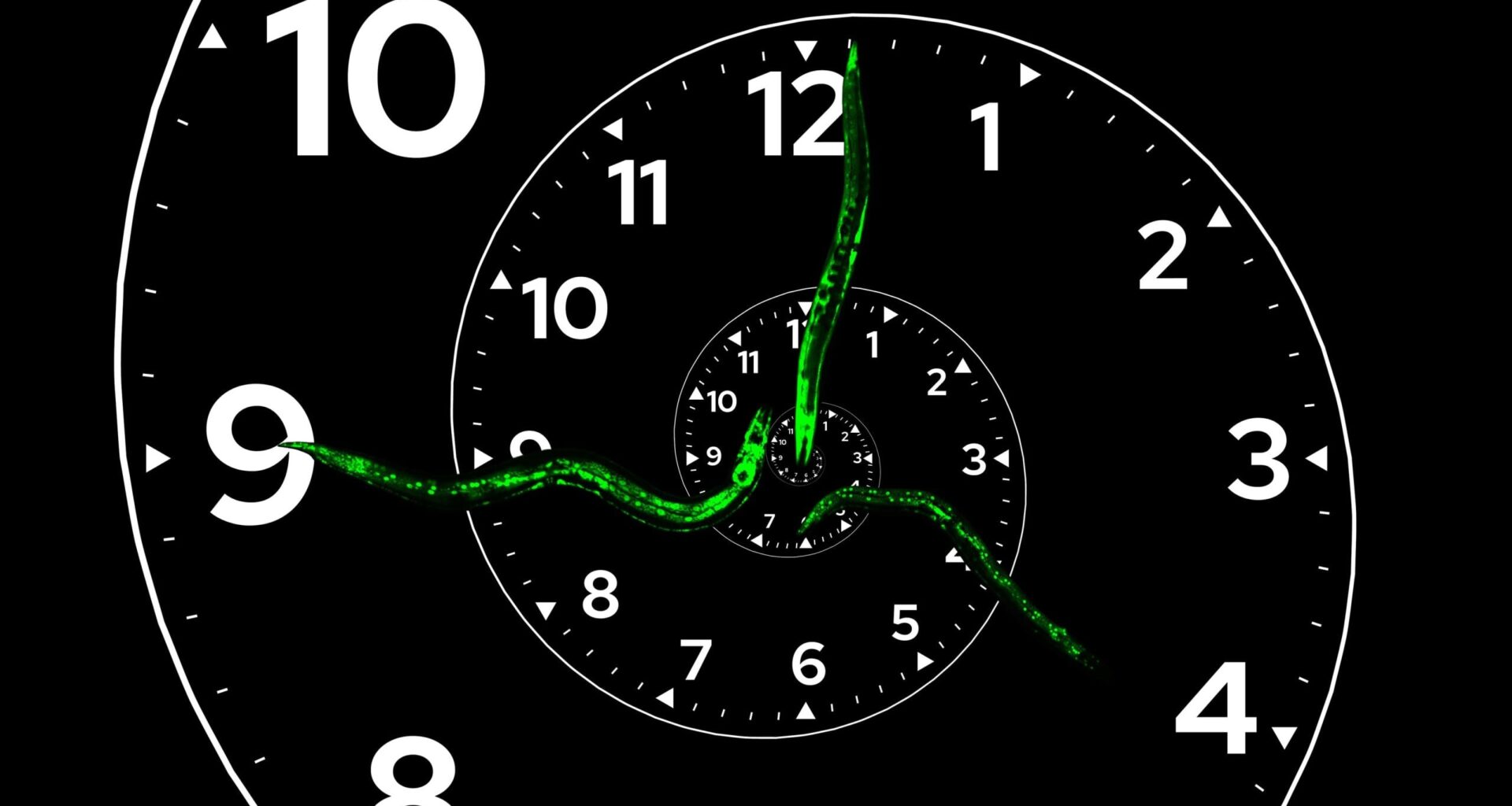 Scientists Discover a Biological Clock Unlike Anything Seen Before