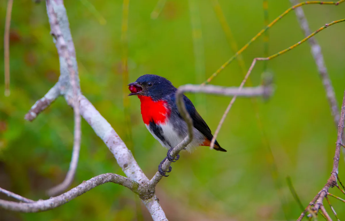 The mistletoe birds(females duller, with grey streak on belly) gorge themselves on the berries of a ground-based plant that can be found sprawling along the water-logged swampy ground