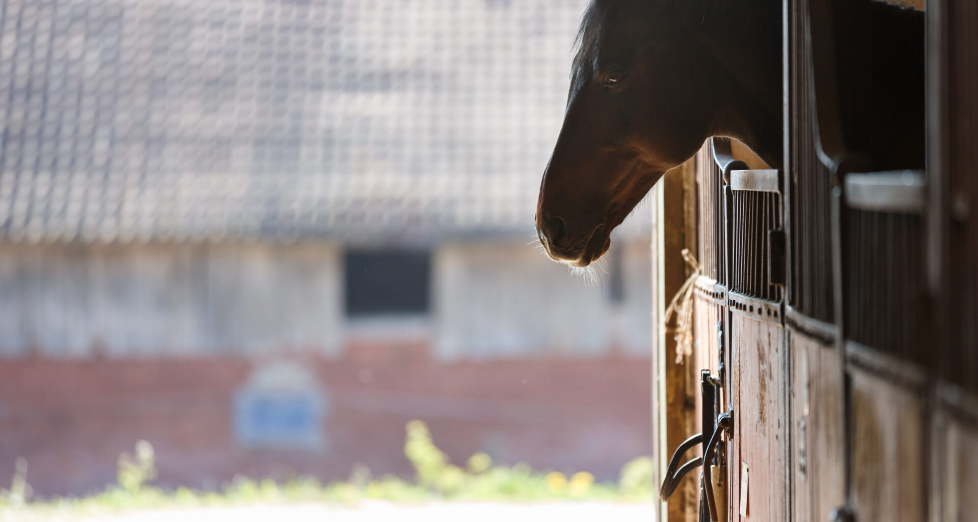 Ontario Thoroughbred Euthanized Due to EHV-1