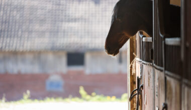 Ontario Thoroughbred Euthanized Due to EHV-1