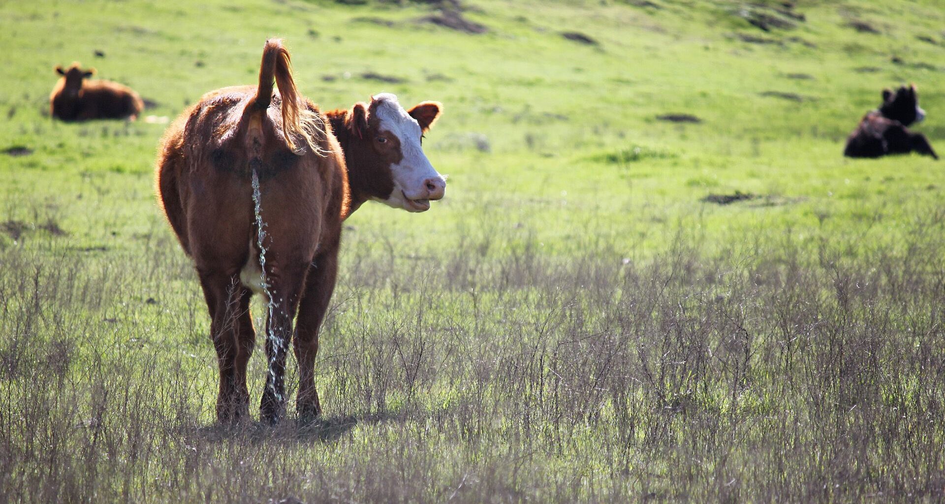 A cow lifts its tail and pees, looking back at the camera while standing in a green pasture