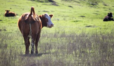 A cow lifts its tail and pees, looking back at the camera while standing in a green pasture