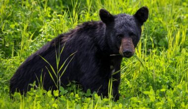 Warning issued after bear enters tent in Banff National Park - CTV News