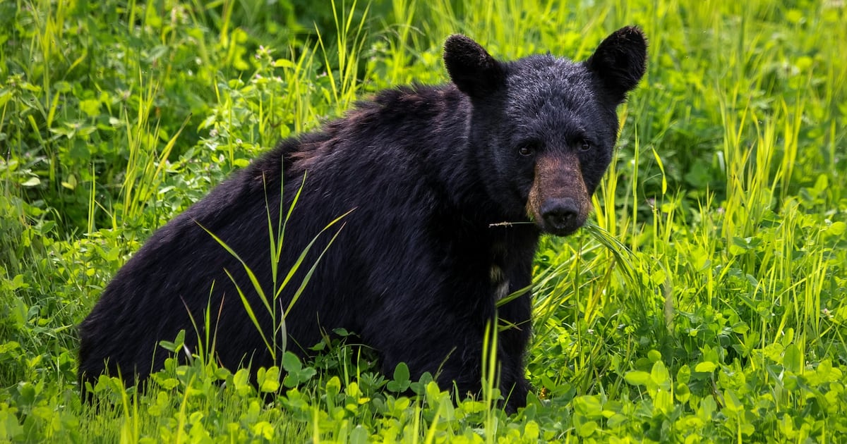 Warning issued after bear enters tent in Banff National Park - CTV News