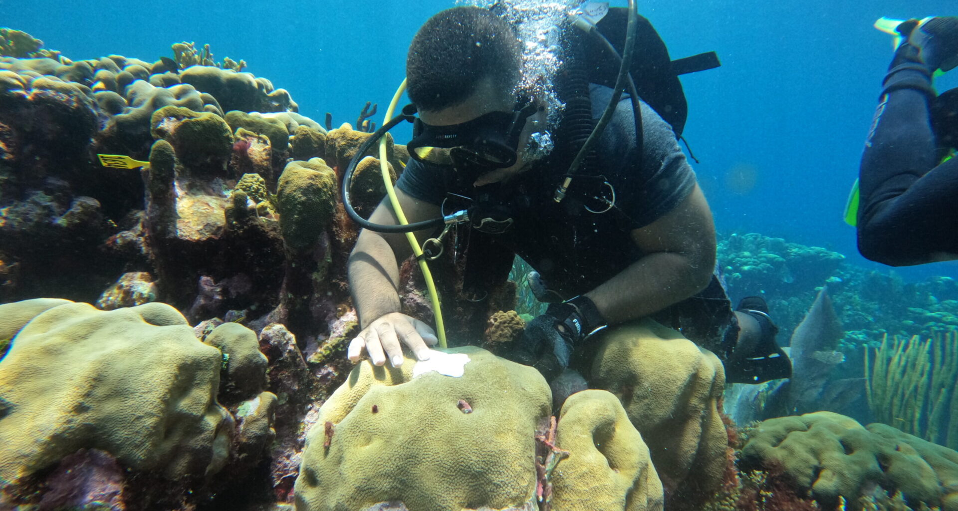 Scientists can predict coral bleaching months before it happens