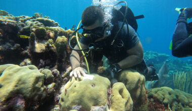 Scientists can predict coral bleaching months before it happens
