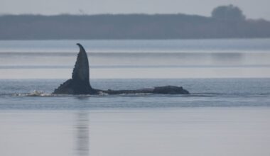 Denmark performs necropsy on ‘Timmy’ the whale - CTV News