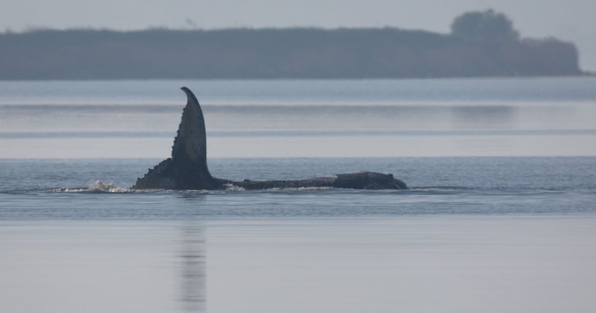 Denmark performs necropsy on ‘Timmy’ the whale - CTV News
