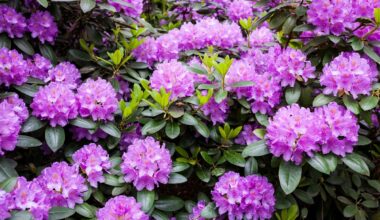 Dig In! Garden Day returns to Mississauga – City of Mississauga