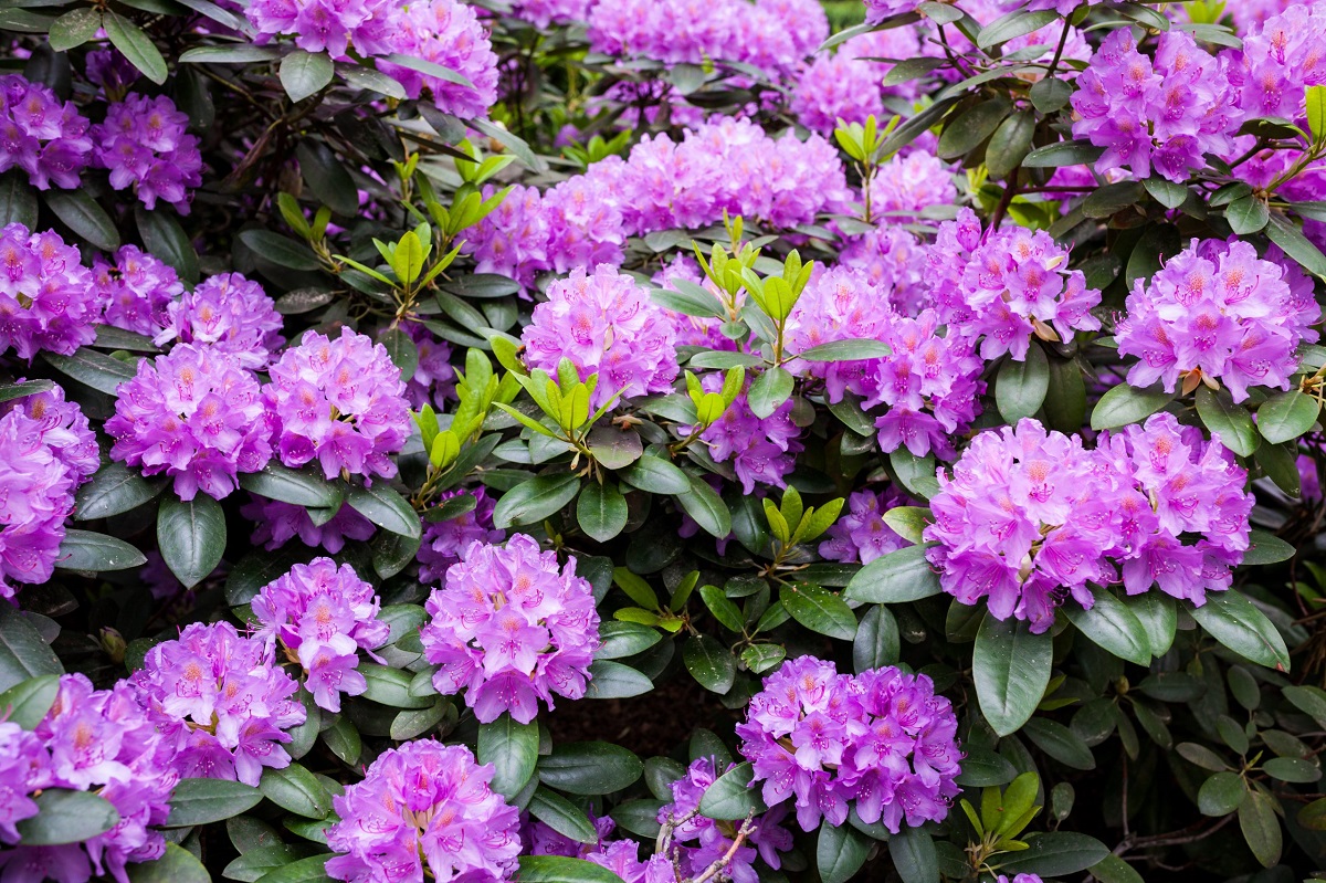 Dig In! Garden Day returns to Mississauga – City of Mississauga