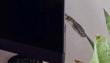 Family finds large snake hiding behind living room TV