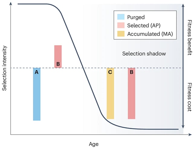 Selection chart
