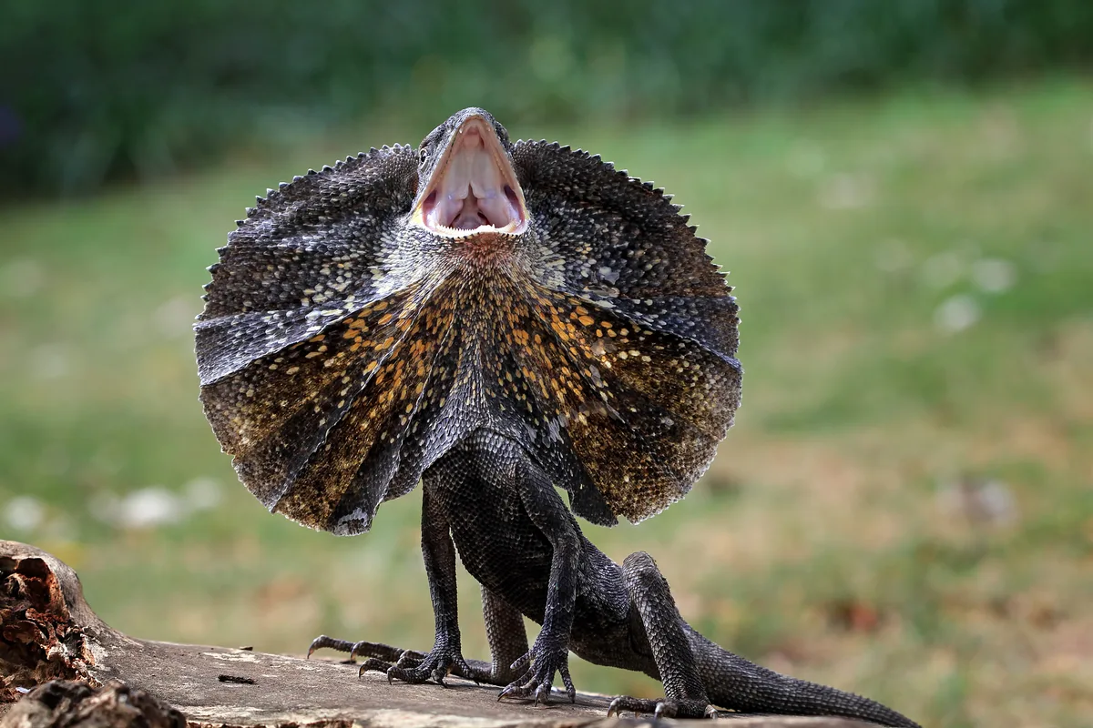 A hissing frilled-necked lizard 