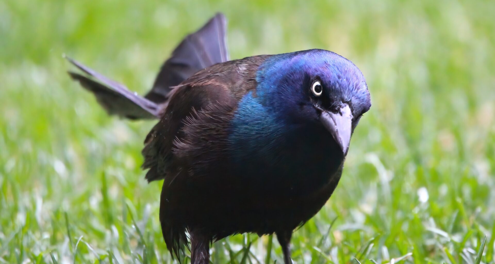 If Grackles Had Teeth! - The Chestermere Anchor
