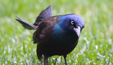 If Grackles Had Teeth! - The Chestermere Anchor