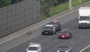 Geese captured after causing traffic jam on Highway 401 in Toronto