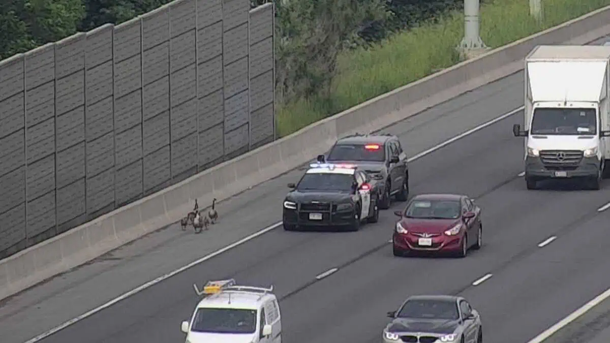 Geese captured after causing traffic jam on Highway 401 in Toronto