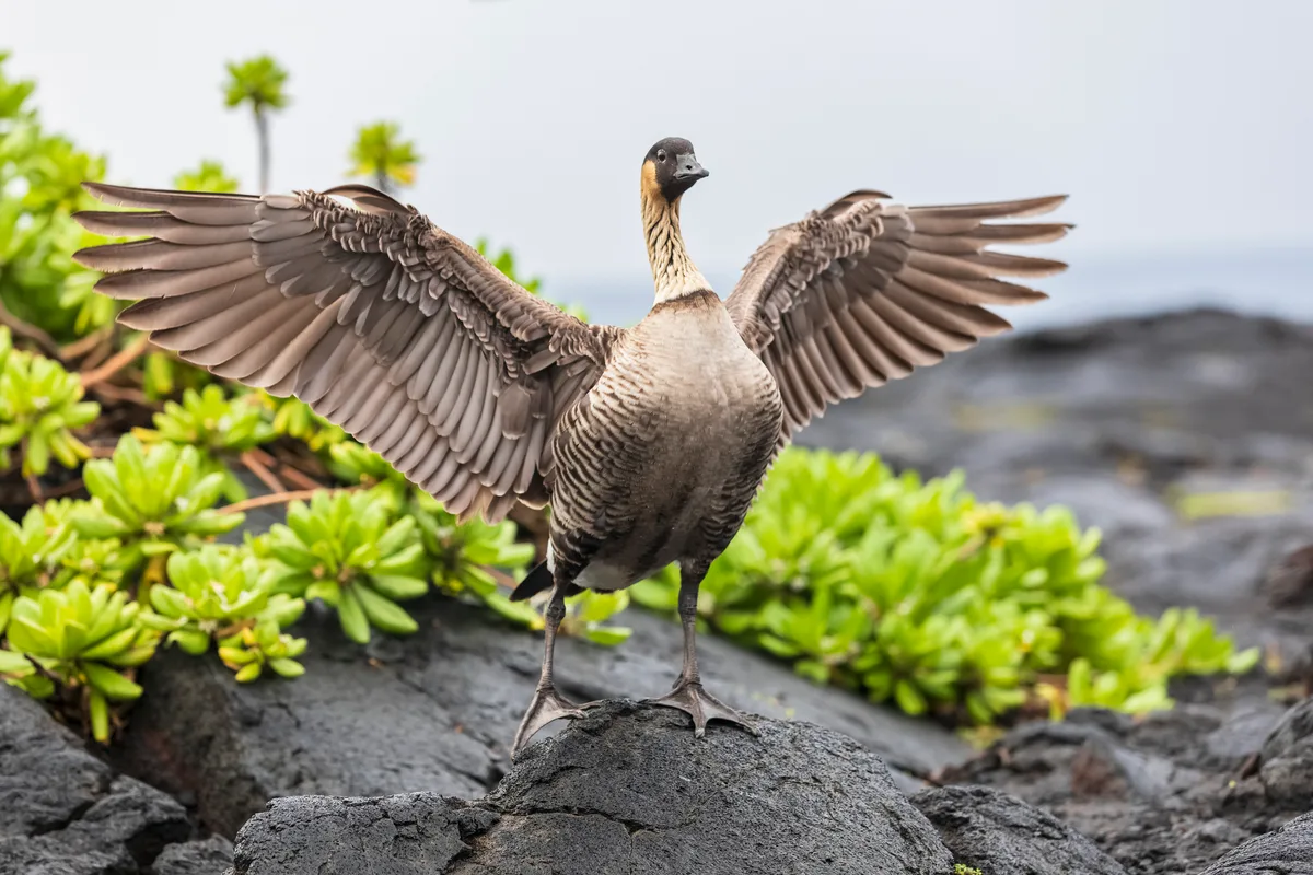 hawaiian goose 