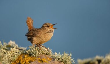 Shetland wren (Troglodytes troglodytes zetlandicus) calling on a mossy stone against blue sky, Shetland Islands.