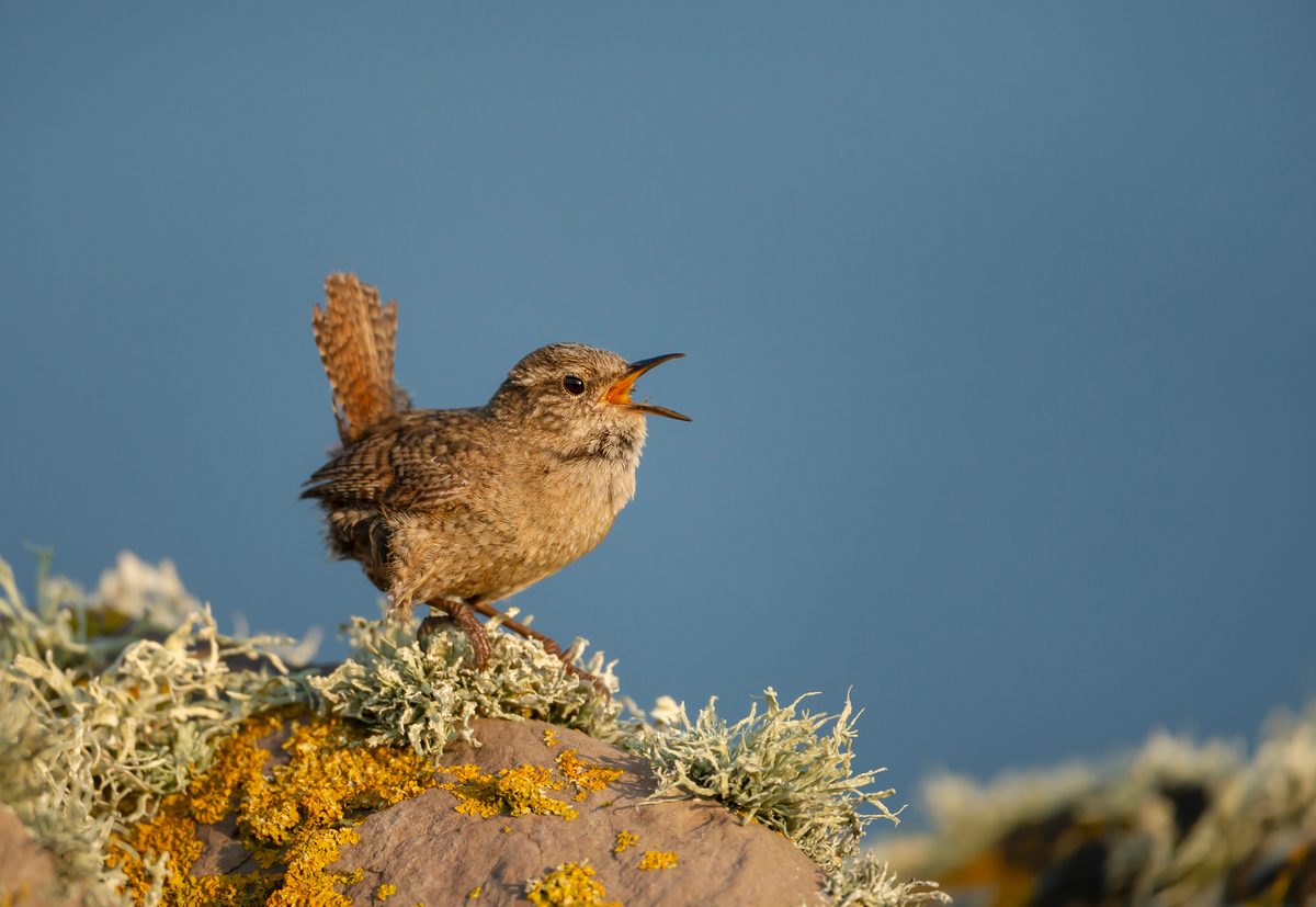 Shetland wren (Troglodytes troglodytes zetlandicus) calling on a mossy stone against blue sky, Shetland Islands.
