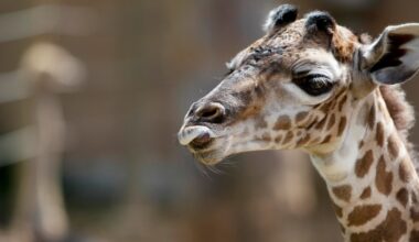 Gracie the giraffe: Why are exotic animals in Texas?