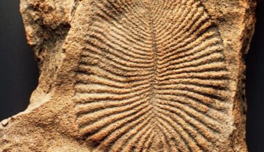 fossil