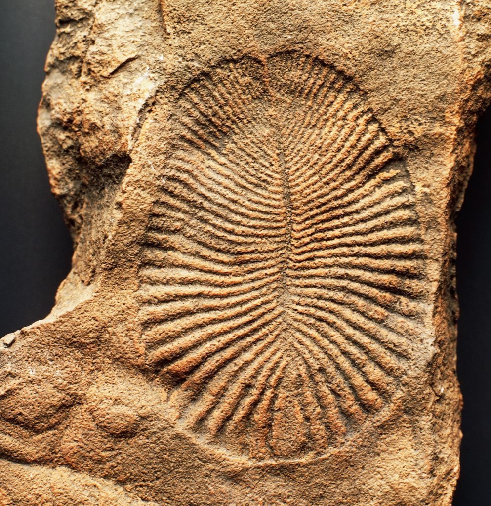 fossil