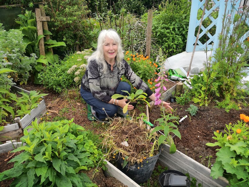 Herbalist Terri Conroy, who works online under the name Danu’s Irish Herb Garden