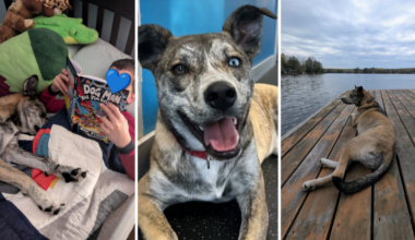 Paige, dog adopted from Toronto Humane Society