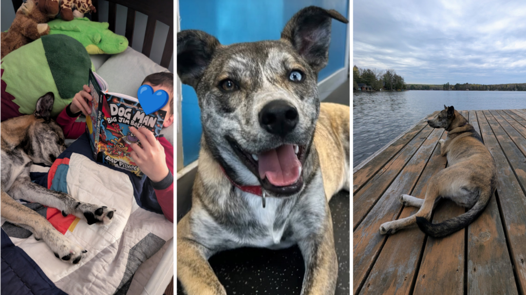 Paige, dog adopted from Toronto Humane Society