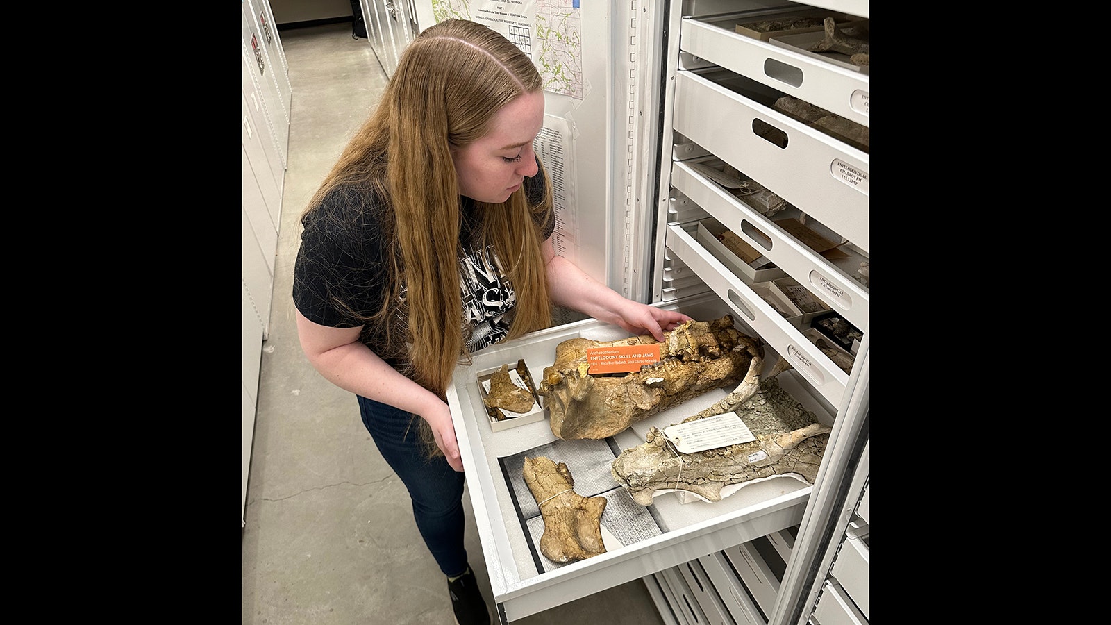Brynn Wooten inspecting an Archaeotherium skull in the collections of the University of Nebraska State Museum.