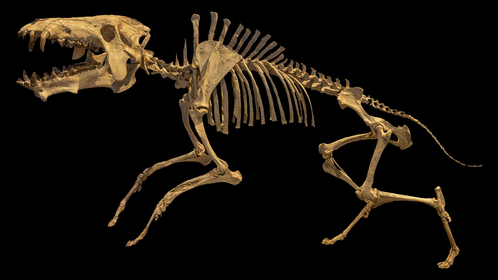 An Archaeotherium skeleton on display at the Royal Tyrrell Museum of Paleontology in Alberta, Canada.