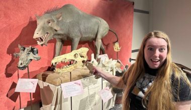 Wyoming's Prehistoric Hell Pigs Looked Like Pigs But Were More Like Whales And Hippos
