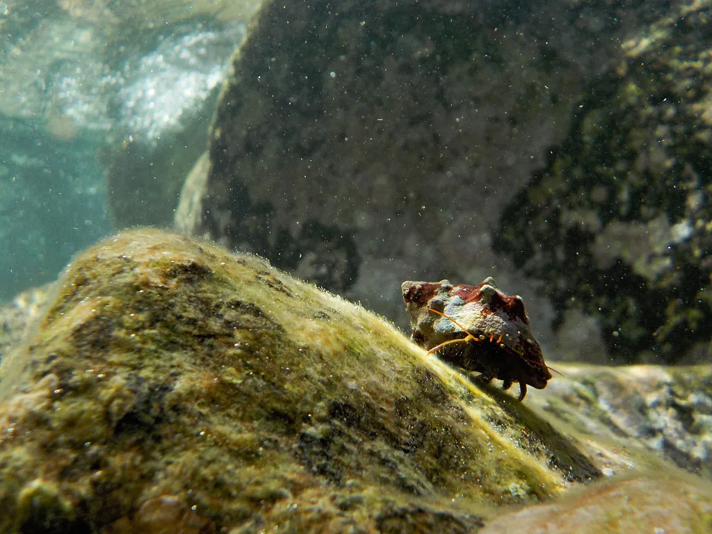 An hermit crab on the seabed of Tropea, Calabria, Italy 