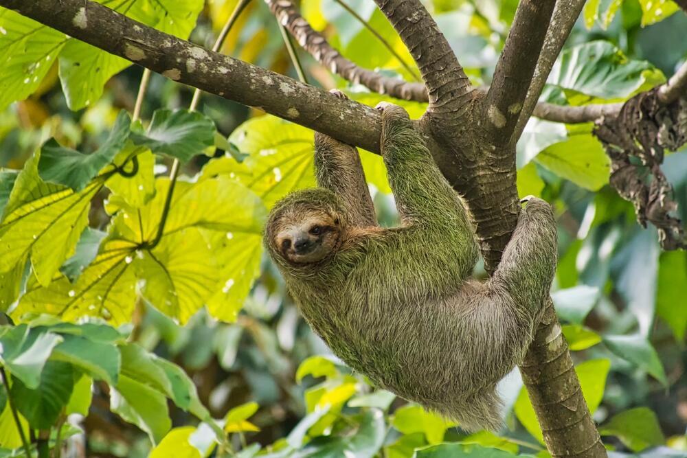 Pale-throated sloth in Costa Rica (Photo: Al Carrera/Shutterstock) עצלן חיוור-גרון בקוסטה ריקה
