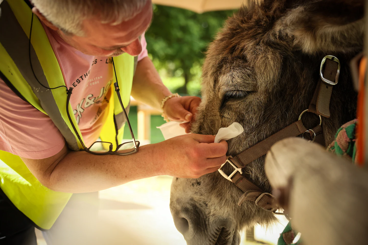 Patients find help with therapy donkeys at psychiatric hospital near Paris