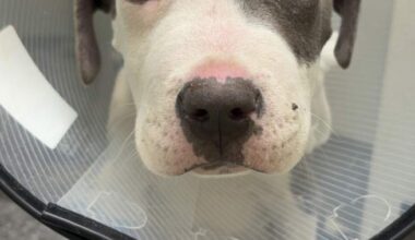 Okanagan vet warning dog owners about parvovirus