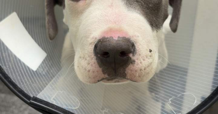 Okanagan vet warning dog owners about parvovirus