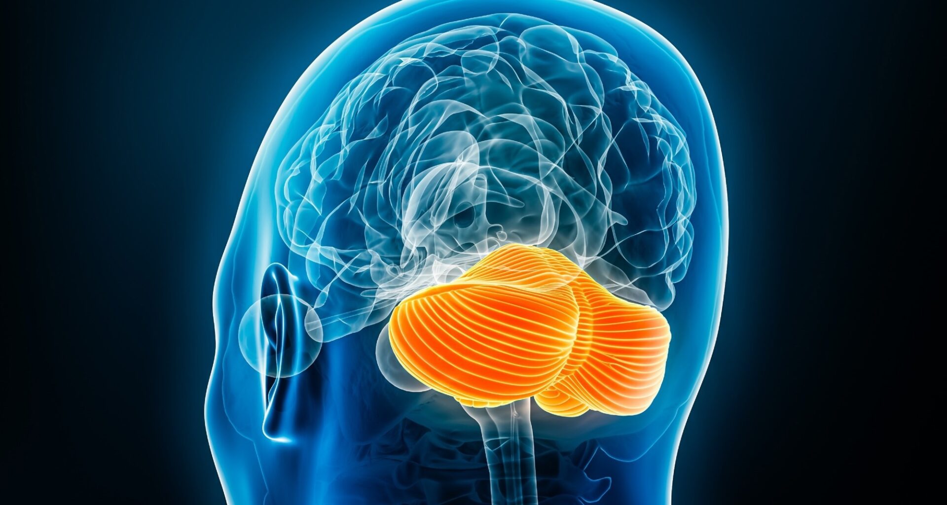 Study: Cerebellar aging is spatially heterogeneous and supports cognitive resilience in later life. Image Credit: MattL_Images / Shutterstock