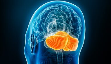 Study: Cerebellar aging is spatially heterogeneous and supports cognitive resilience in later life. Image Credit: MattL_Images / Shutterstock