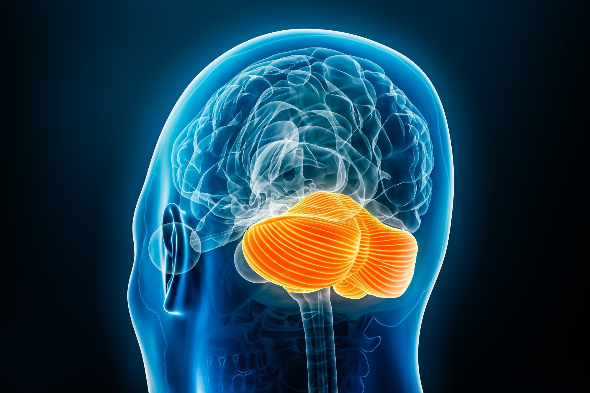 Study: Cerebellar aging is spatially heterogeneous and supports cognitive resilience in later life. Image Credit: MattL_Images / Shutterstock