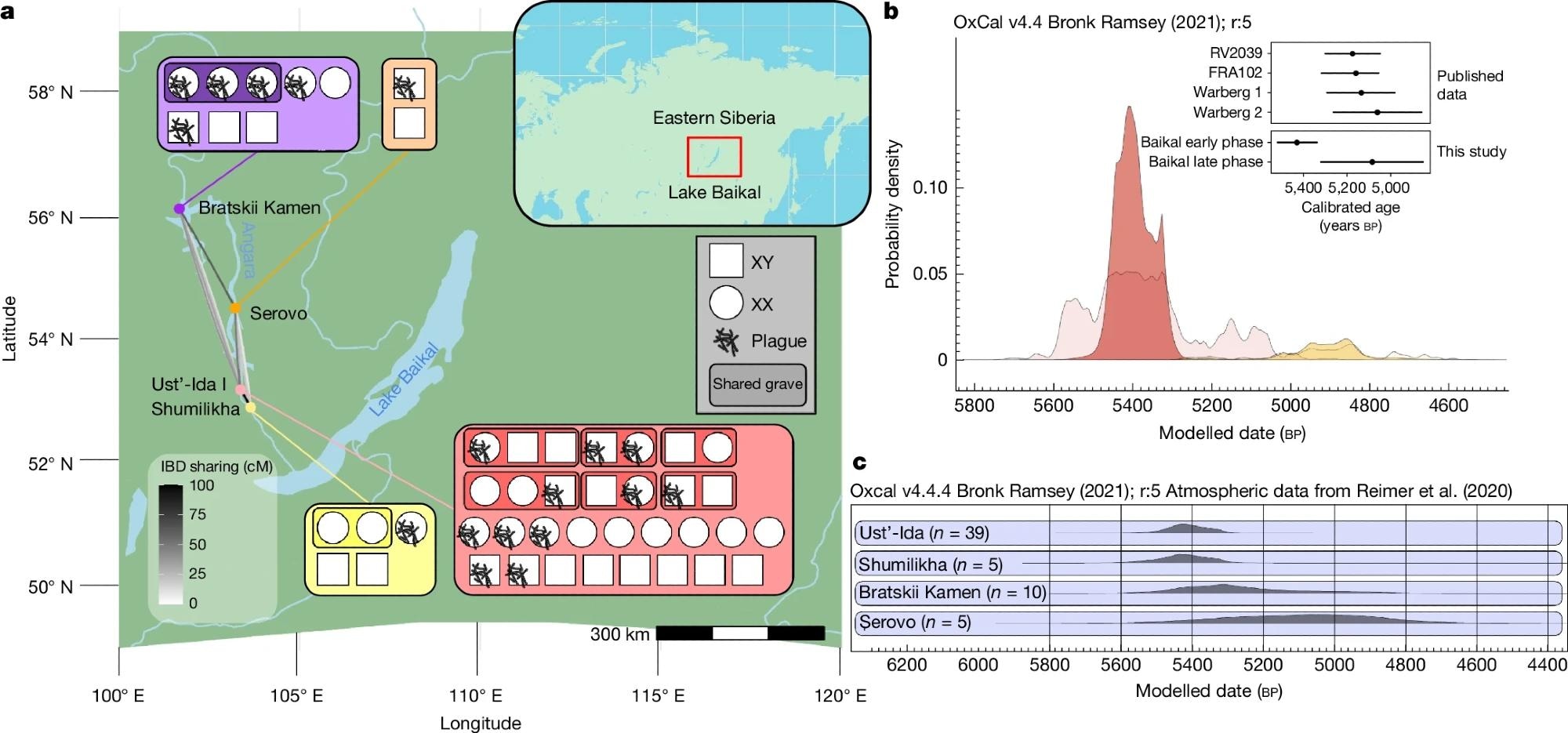 a, Locations of affected cemeteries on the Angara River northwest of Lake Baikal, and IBD sharing between the sampled occupants of cemeteries (pairwise sharing lines between sites; greyscale ramp indicates total IBD sharing in segments larger than 3 centimorgans (cM) totaling more than 10 cM in pairwise relationships between sites. Inset represent the sampled individuals at each site (31 Ust’-Ida I, 8 Bratskii Kamen, 2 Serovo and 5 Shumilkha), with plague detections indicated, and shared graves indicated by shaded areas around individuals. Maps created using Natural Earth Data. b, Kernel density estimates plotted within Bayesian models of the date ranges for the early (red) and late (dark yellow) phases of plague outbreaks at Baikal. Lighter shaded areas correspond to the summed probability distributions prior to modeling; dates used are from individuals identified with plague only. Inset, 95.4% confidence intervals for modeled date ranges at Baikal are shown compared with those from other pre-LNBA plague cases: RV2039 from Latvia, Warberg 1 and Warberg 2 from Germany, and FRA102 from Sweden. c, Kernel density estimate modeled radiocarbon date distributions for the four cemetery sites, for all radiocarbon-dated post-weaning age humans (or associated deer tooth pendants), irrespective of DNA sampling. Radiocarbon date modeling undertaken with OxCal v.4.4.4.