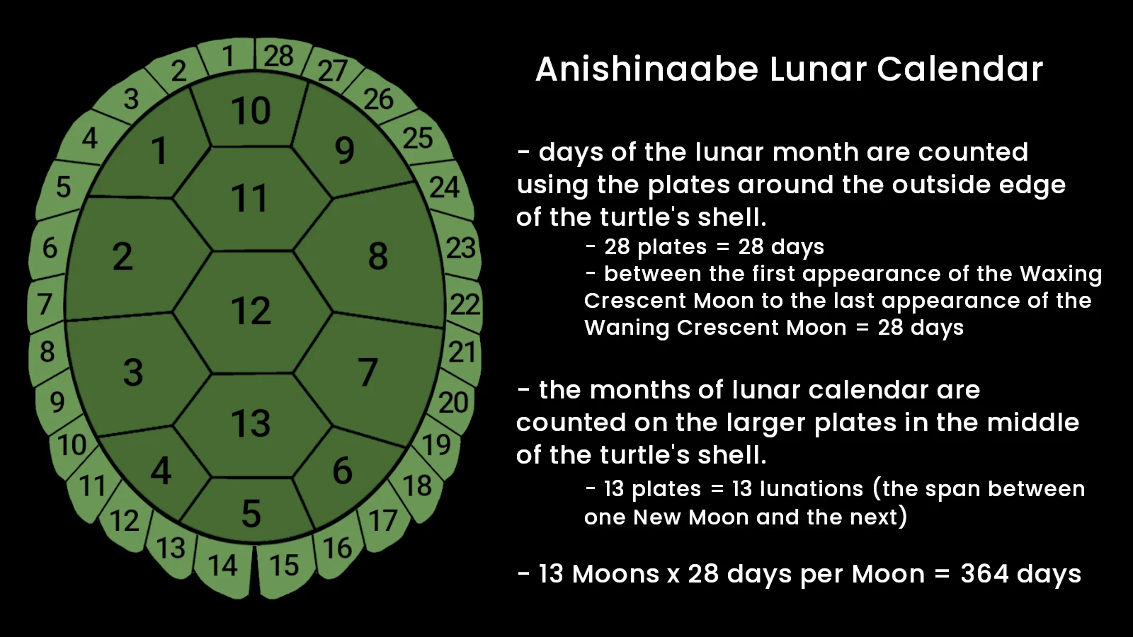 Indigenous Lunar Calendar Turtle Shell