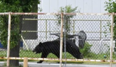Mass school closures in Japan city as bear roams streets - CTV News