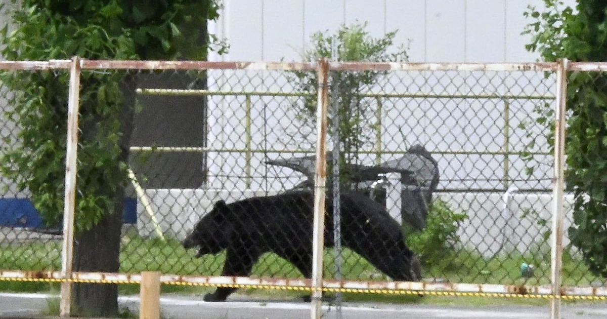 Mass school closures in Japan city as bear roams streets - CTV News