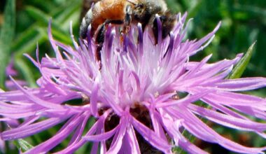 Bumblebees show advanced problem-solving skills in new experiment - CTV News