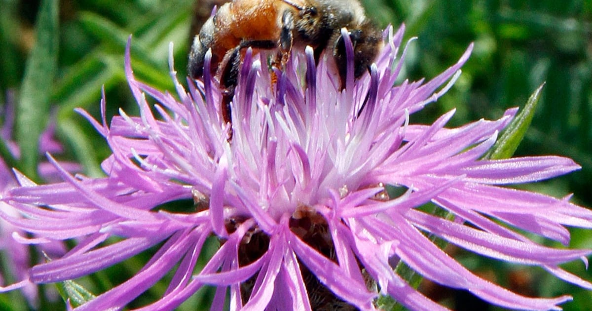 Bumblebees show advanced problem-solving skills in new experiment - CTV News